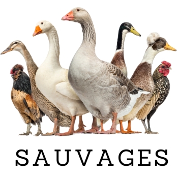 "SAUVAGES" <br />
Le premier spectacle de La Bande, la troupe amateure des Alambics!